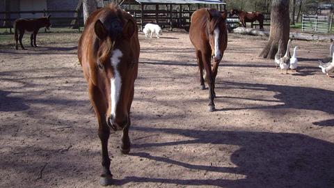 Crazy K Farm Pet and Poultry Products